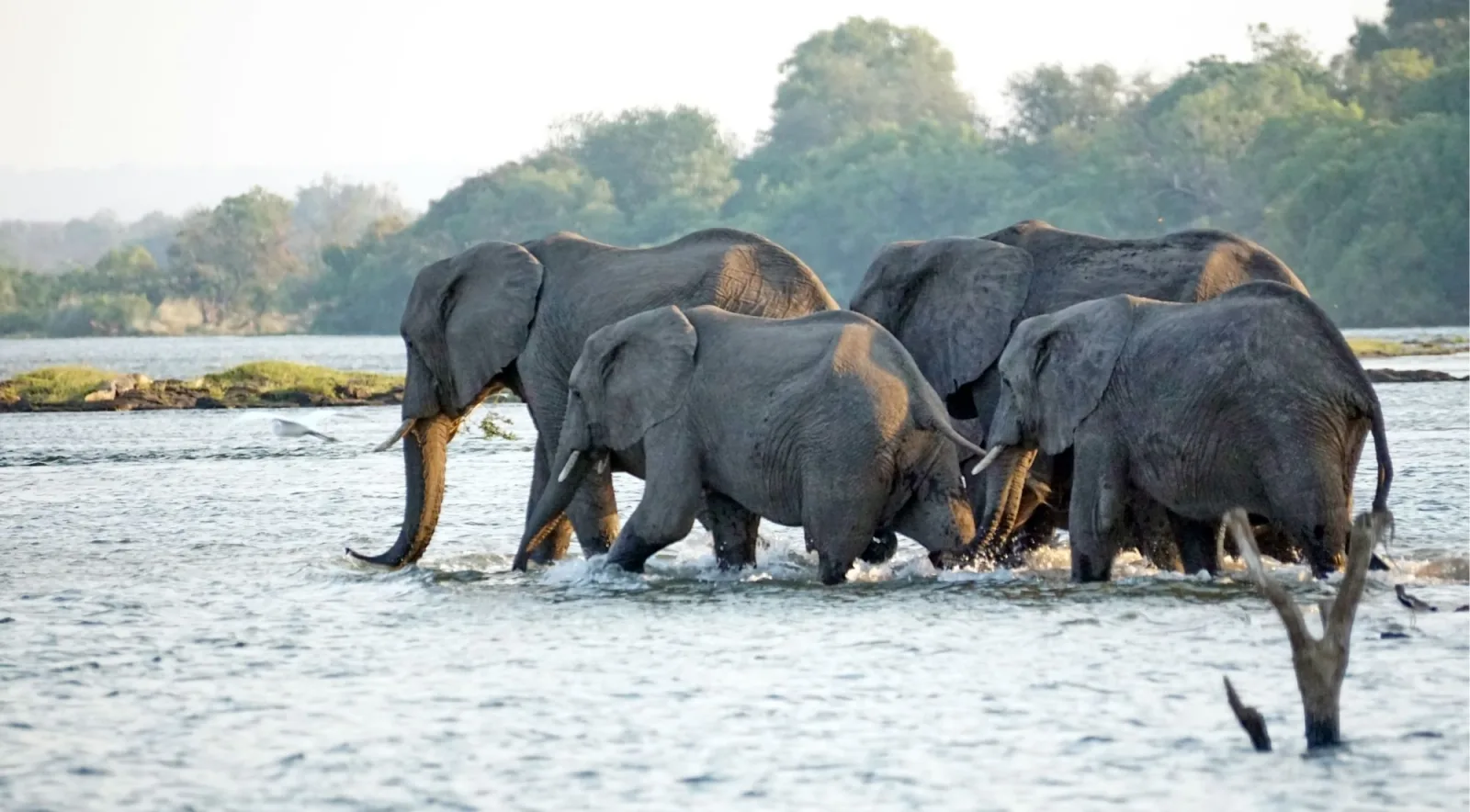 Large herd of African elephants crossing and wading through the Zambezi River, close up