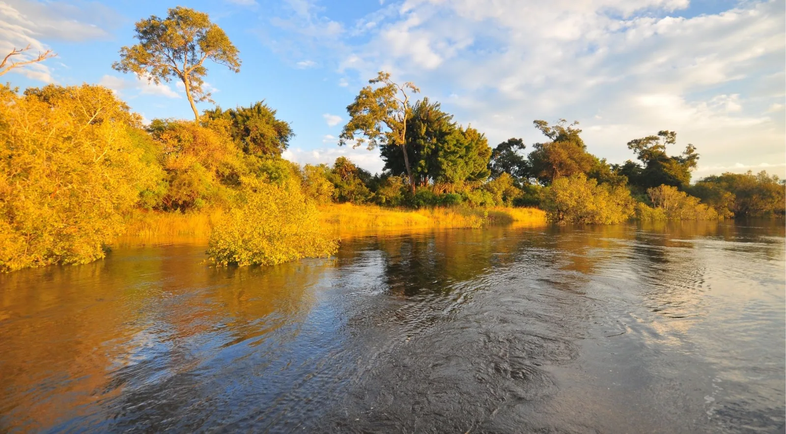 View from the water of the Zambezi River lined with golden amber-coloured trees in dry season, calm reflective surface